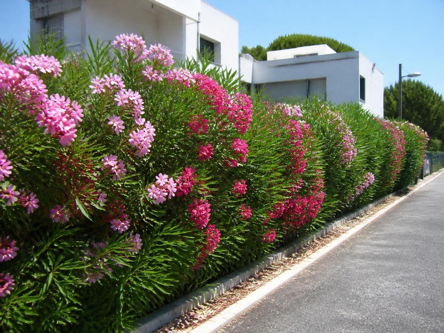 découvrez comment la haie de laurier rose peut embellir vos espaces privés tout en favorisant la biodiversité, avec un guide complet sur les contraintes de plantation en limite de propriété.