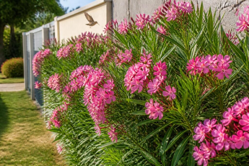 découvrez les avantages de la haie de laurier rose pour végétaliser vos espaces privés, favoriser la biodiversité et respecter les contraintes de plantation en limite de propriété.
