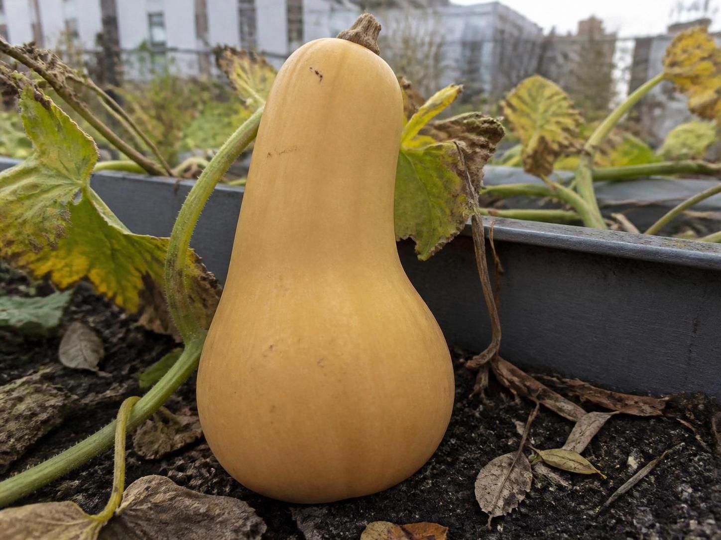 découvrez quand ramasser les butternut grâce aux indicateurs de maturité essentiels et apprenez les meilleures conditions de conservation pour une récolte optimale et savoureuse.