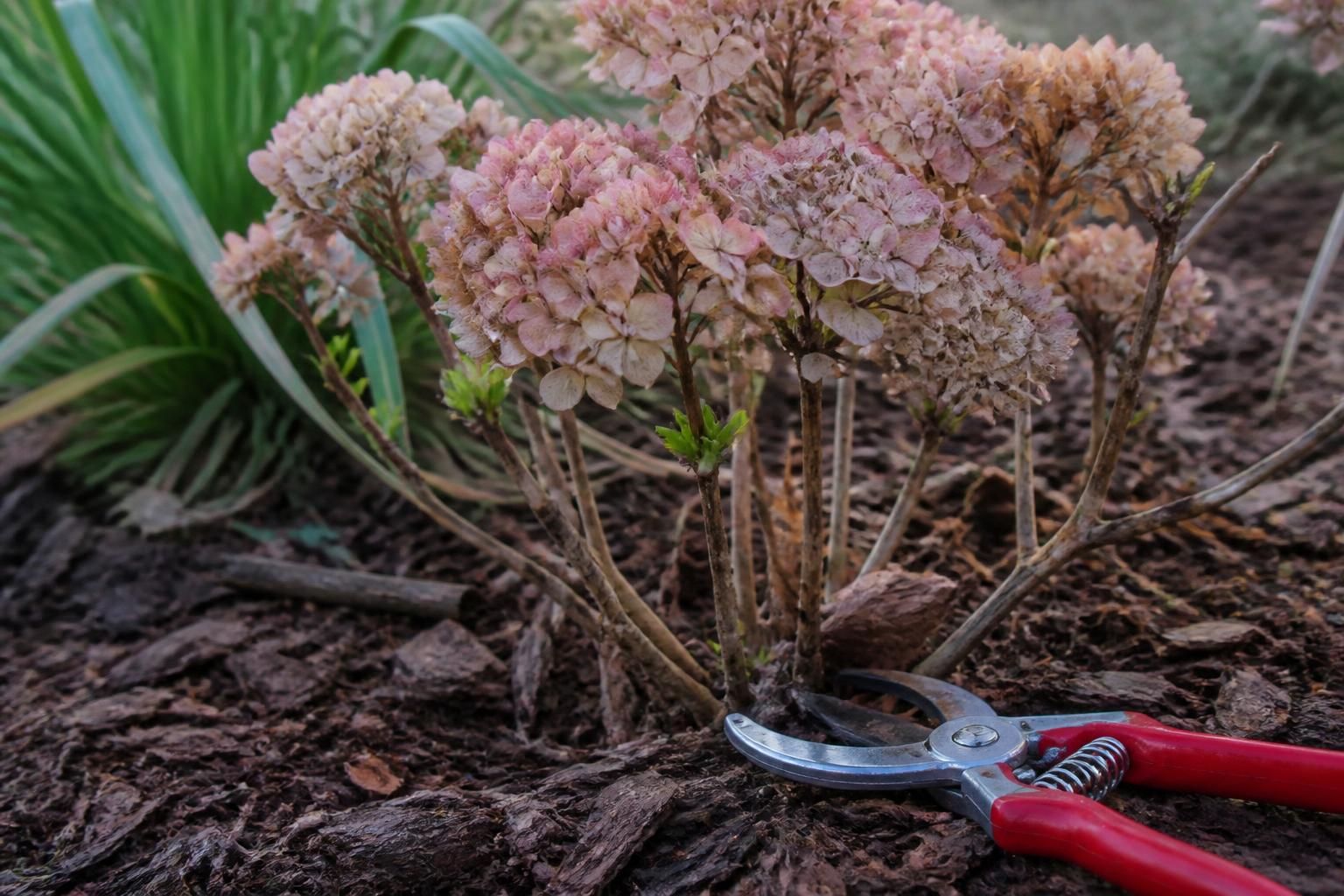 Floraison des hortensias : le guide pour tailler sans compromettre les bourgeons de demain 2 découvrez comment tailler vos hortensias correctement pour assurer une floraison abondante tout en préservant les bourgeons de la saison suivante grâce à notre guide pratique.