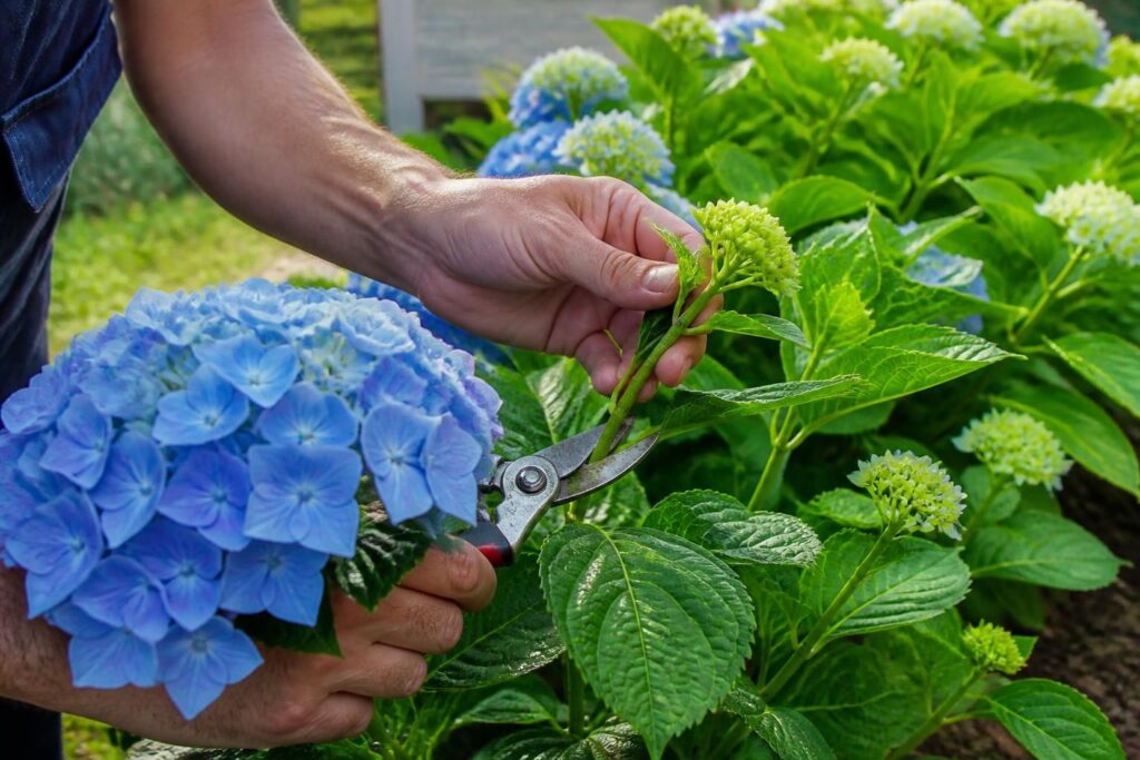 découvrez comment tailler vos hortensias sans abîmer les bourgeons de demain grâce à notre guide complet sur la floraison des hortensias.
