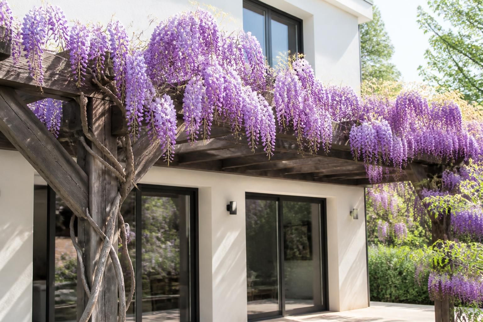 Le guide essentiel pour tailler votre glycine au bon moment et garantir une floraison éclatante 2 découvrez le guide essentiel pour tailler votre glycine au bon moment et assurer une floraison éclatante chaque saison. conseils pratiques et astuces de jardinage.