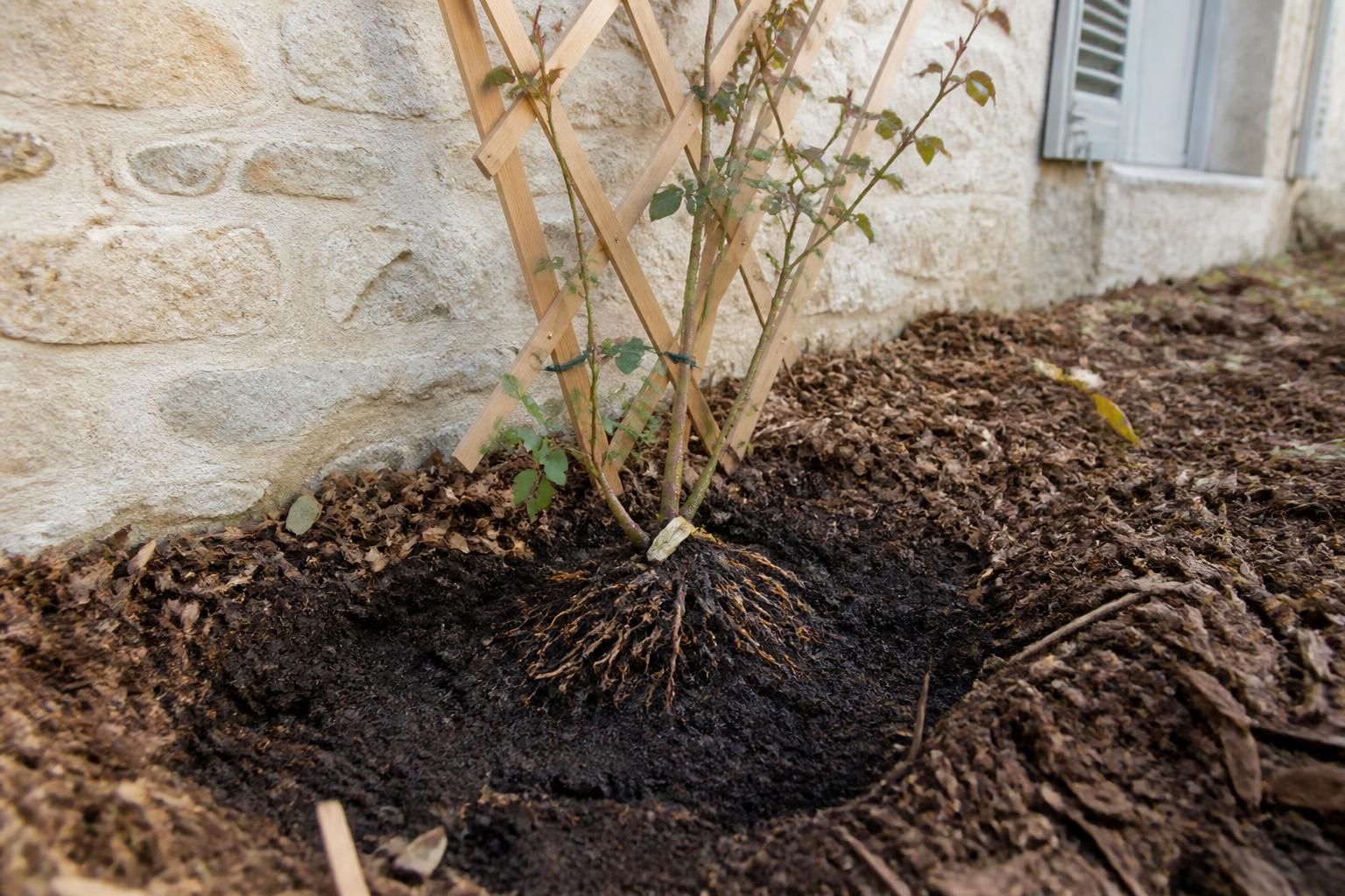 découvrez le moment parfait pour planter un rosier grimpant et optimiser son enracinement afin d'assurer une croissance vigoureuse et florissante dans votre jardin.