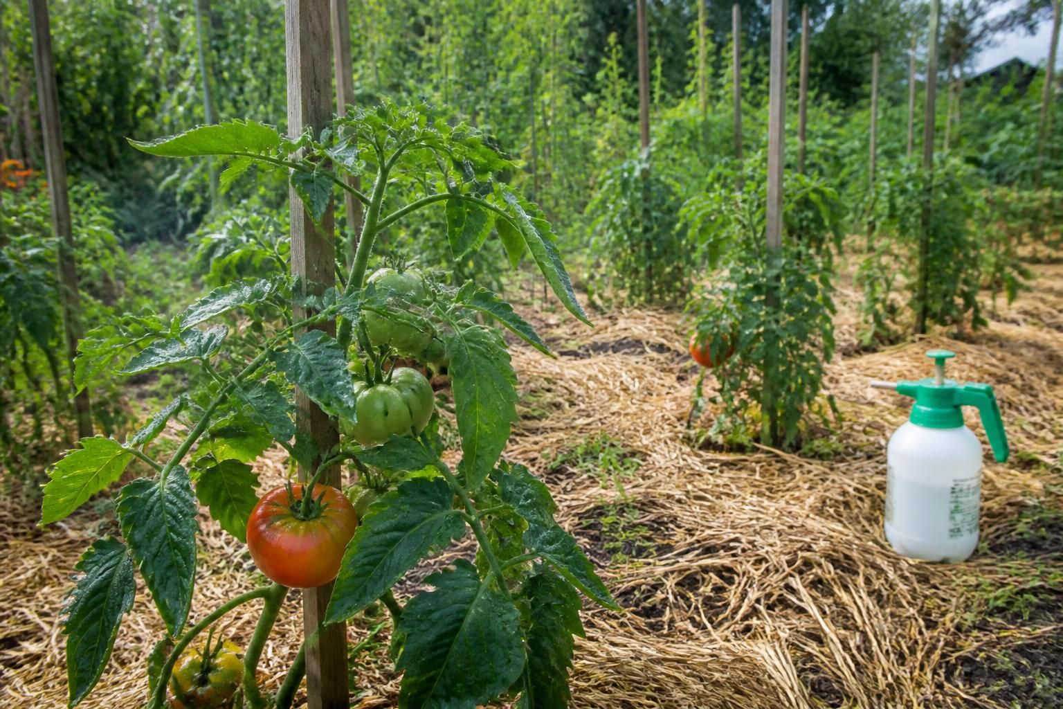 Potager : guide pratique pour le traitement de la tomate à la bouillie bordelaise, dosage précis et fréquence idéale sans surdosage 2 découvrez notre guide pratique pour traiter la tomate avec la bouillie bordelaise : dosage précis, fréquence idéale et conseils pour éviter tout surdosage afin de protéger efficacement votre potager.