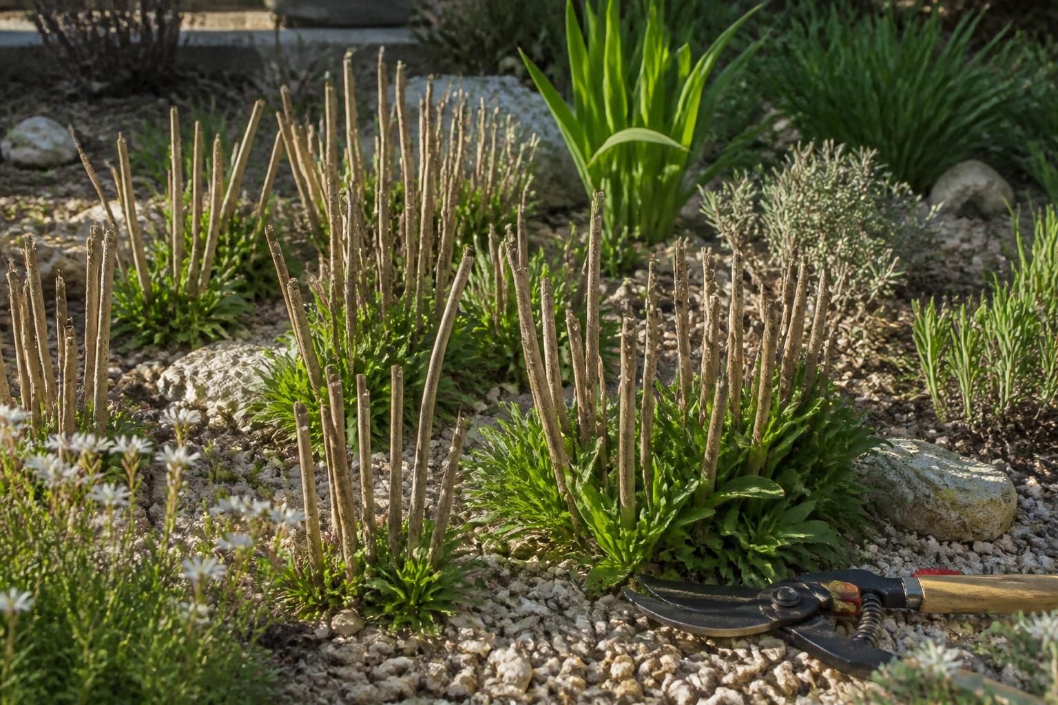 Jardinage : le moment idéal pour tailler les gauras et stimuler une floraison éclatante 2 découvrez le moment parfait pour tailler vos gauras et encourager une floraison abondante et éclatante dans votre jardin.
